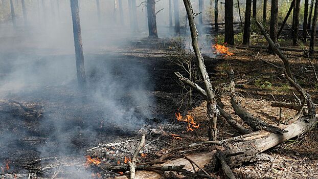 Вильфанд спрогнозировал рост рисков возникновения лесных пожаров в 16 регионах России