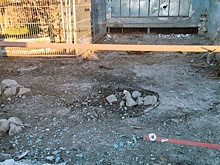 Рогов: ВСУ атаковали зоопарк в Васильевке и ранили льва