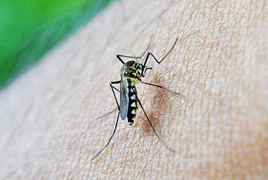 Сибири угрожает лихорадка Западного Нила