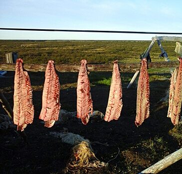 Юкола – традиционное блюдо коренных жителей Арктики