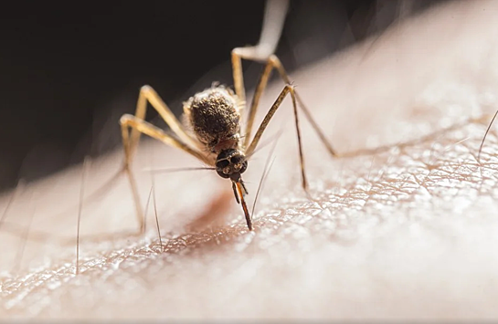 Названа опасность укуса комара