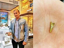 Дарвиновскому музею подарили зуб рязанского птерозавра