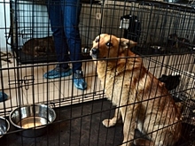 В Челябинской области начал работать первый государственный приют для животных