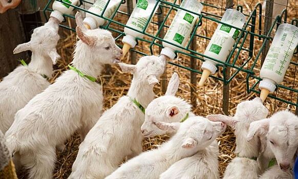 Подмосковная ферма со счастливыми животными стала победителем в Национальном органическом конкурсе
