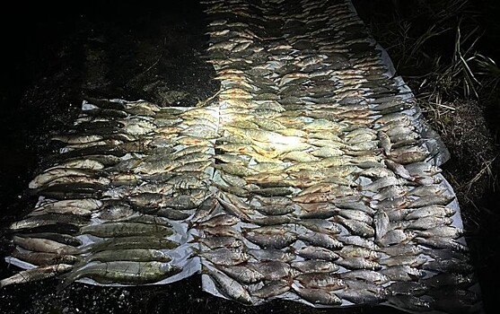 На 3 года условно осужден житель Каневского района за незаконный вылов рыбы