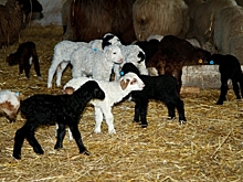 В Волгоградской области появились на свет свыше 700 тысяч ягнят