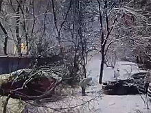 Дерево под тяжестью снега упало на ребенка на юго-востоке Москвы