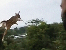 Летающий олень поразил пользователей Твиттера