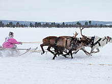 Стали известны дата и место празднования Дня оленевода в Шурышкарском районе