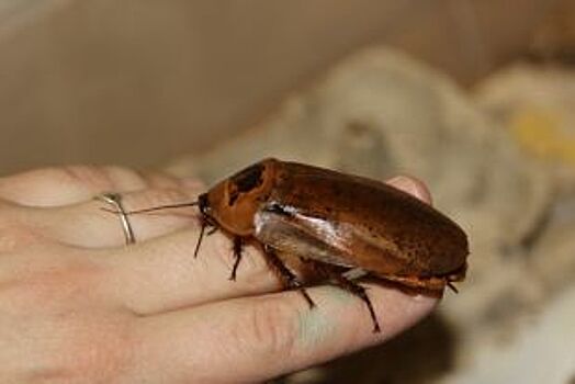 Их тысячи: тараканы атакуют многоквартирный дом в Приморье