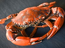 С января по август Норвегия поставила 792 тонны королевского (камчатского) краба