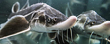 Азовское море станет больше приносить Ростовской области рыбы осетровых пород