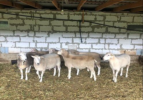 Ташлинская порода овец – и отличная шерсть, и мраморное мясо