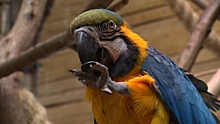 Профессиональный праздник у орнитологов: как ухаживают за птицами в калининградском зоопарке