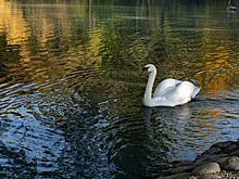 Лебедей и уток из Центрального парка Владикавказа перевели на зимовку в зоопарк