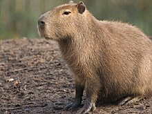 В Россию завезут капибар из Перу для размножения