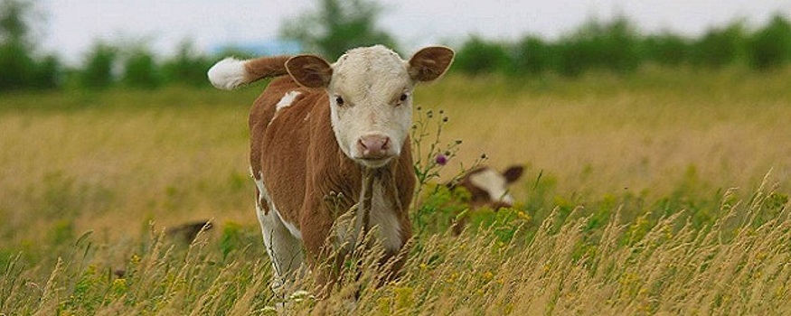 Ученые из Мордовии создали ингаляционную маску для телят и жеребят