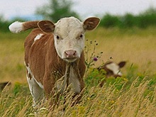 Ученые из Мордовии создали ингаляционную маску для телят и жеребят