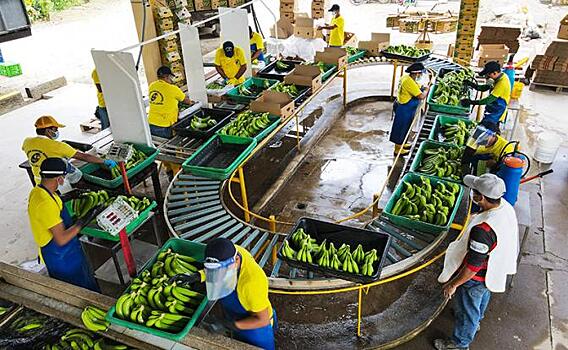 «Банановая война» Эквадора с Россией: Россельхознадзор напугал латинос мухой-горбаткой