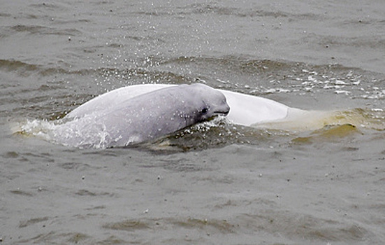 Ученые: хорошая кормовая база позволила белухам из "китовой тюрьмы" остаться в Приморье