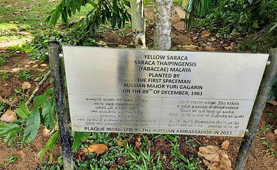 Курянка побывала в ботаническом саду в Шри-Ланке, где Юрий Гагарин посадил дерево