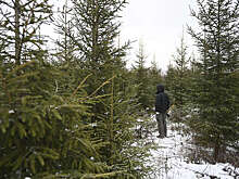 Мособлдума: за самовольную рубку новогодних елок грозит до семи лет тюрьмы
