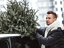 Как правильно перевозить новогоднюю елку в машине: советы, правила и штрафы