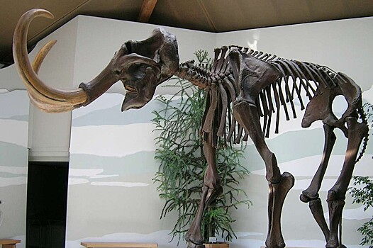 Почему люди так одержимы возрождением мамонтов?