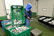 Потребление рыбы в России может снизиться на 5-7 процентов