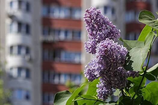 Россиян предупредили об уголовном наказании за сорванную сирень