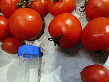 В Калужскую область с томатами завезли южноамериканскую моль из Турции