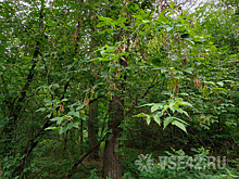 Кемеровский бор оказался под угрозой уничтожения американским деревом-убийцей