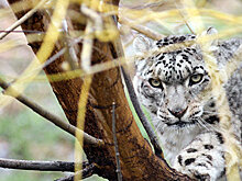 Очевидцы сообщили о встрече с ирбисом в Хакасии