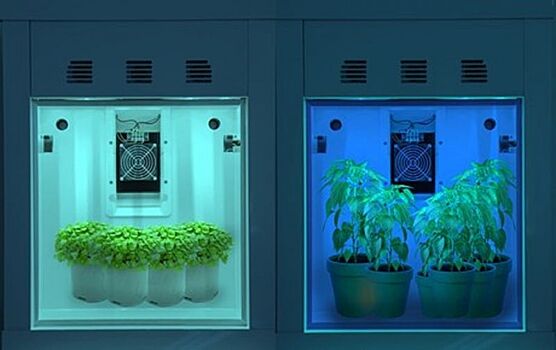 Настройка светодиодов вручную позволит сити-фермерам улучшить качество салата и клубники