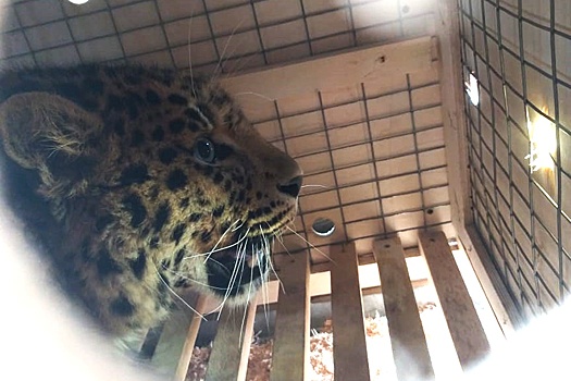 Леопард прошел досмотр в хабаровском аэропорту
