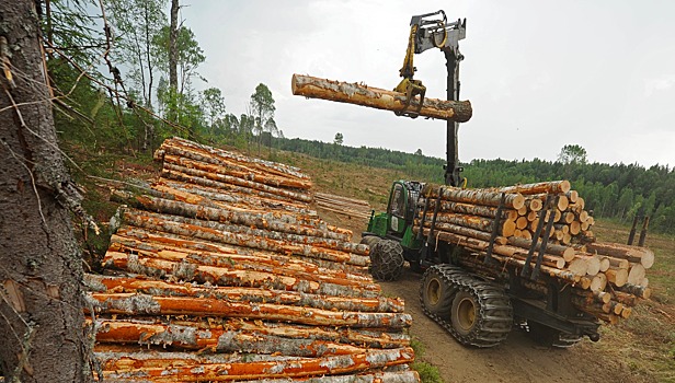 Трутнев поручил разработать интернет-сервис для аренды участков леса на Дальнем Востоке