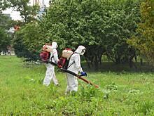 Повторно химическим раствором обработали борщевик в Вологде