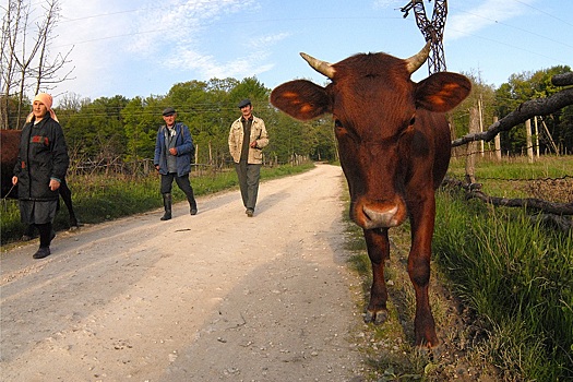 В России могут открыть сервисные центры по выращиванию скота