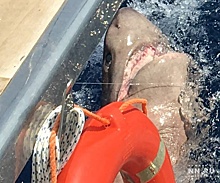 «Ужас глубин нипочём»: нижегородец поймал почти трёхметровую акулу