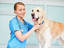 Ветеринары Москвы призвали сразу доставлять питомцев в клинику при отравлении