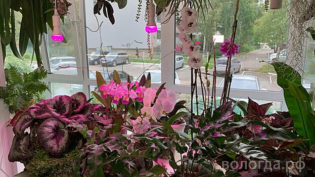 Сад из 250 разных орхидей вырастил на балконе житель Вологды