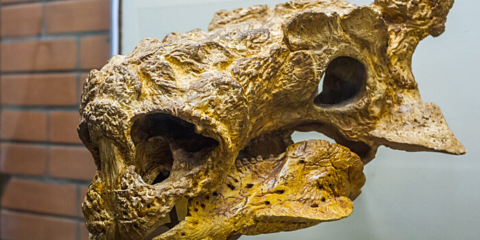 Останки хищного динозавра нового вида нашли в России
