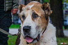 Пёс Лаваш, за жизнь которого переживали пермяки, умер из-за поврежденных почек
