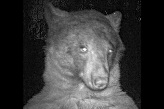 Камера дикой природы в США засняла 400 медвежьих селфи за ночь