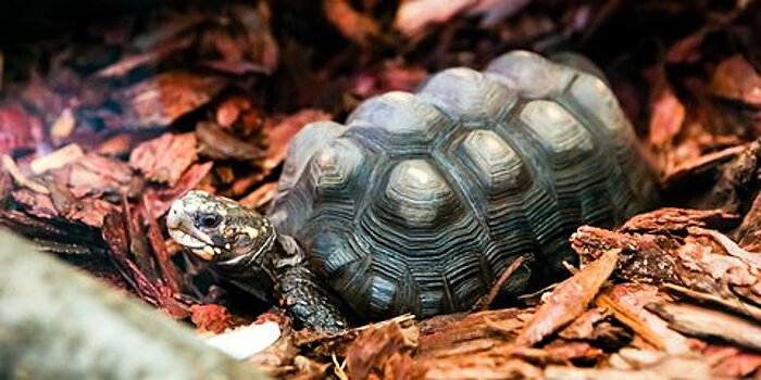 Не менее 15 человек умерли из-за отравления мясом черепахи на Мадагаскаре – СМИ