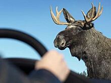 Машина главы Минобороны Эстонии Ханно Певкура насмерть сбила лося