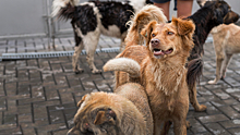 В Новосибирске разбираются в причинах гибели собаки-поводыря при входе в троллейбус