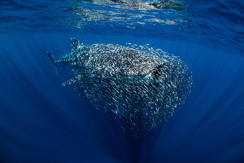 В номинации "Британский подводный фотограф года" победил Олли Кларк, представив работу "Рой".
