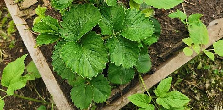 Как защитить клубнику от муравьев и их приятелей