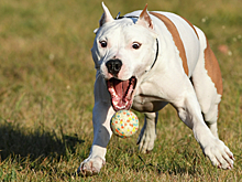 В Каменске-Уральском женщина спустила собак на мужчину